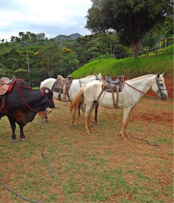 Animais no Parque